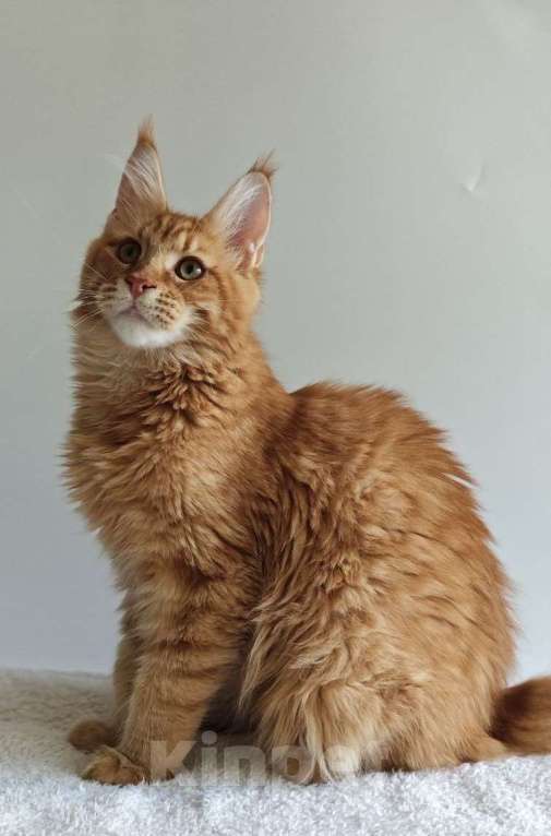 Кошки в Чайковском: Мальчик Мейн кун Каспер 😻 MCO окрас-d23 (красный тигровый) Мальчик, 45 000 руб. - фото 2