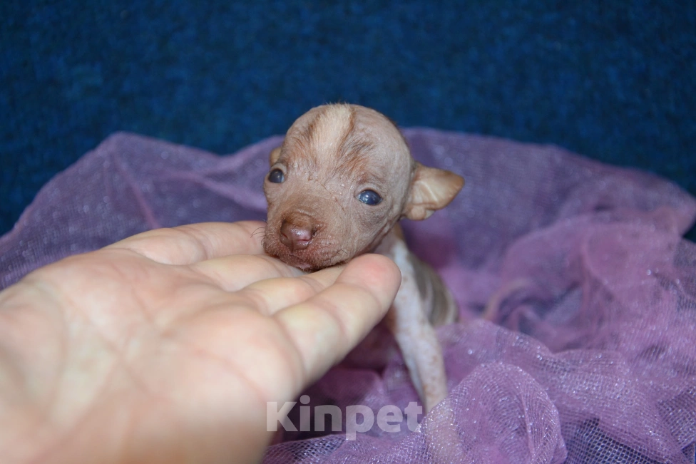 Собаки в Москве: Щенок девочка ксоло мини Девочка, 45 000 руб. - фото 2