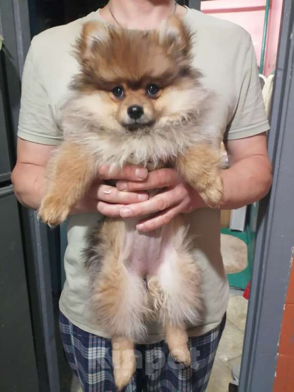 Собаки в Москве: Продам не дорого  щенка щпаца Девочка, 11 000 руб. - фото 2