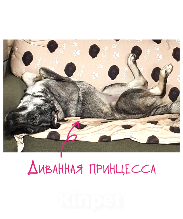 Собаки в Санкт-Петербурге: Собака-антистресс Пеппер ищет дом Девочка, Бесплатно - фото 5