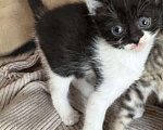 Кошки в Ростове-на-Дону: Котята живут на улице, ищут добрые руки Разнополые, Бесплатно - фото 1