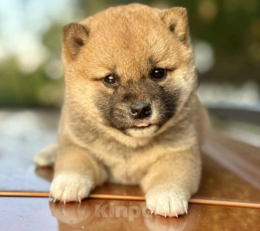 Собаки в Балашихе: Девочка сиба ину (шиба ину) Девочка, 50 000 руб. - фото 3