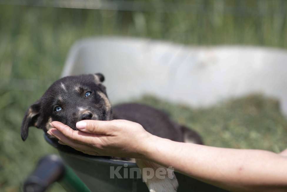 Собаки в Москве: Малу, маленький метис хаски Девочка, Бесплатно - фото 3