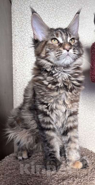 Кошки в Петергофе: Крупная девчоночка Девочка, 40 000 руб. - фото 1