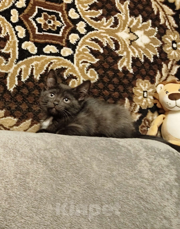 Кошки в Самаре: Чёрный котёнок в добрые руки Мальчик, Бесплатно - фото 4