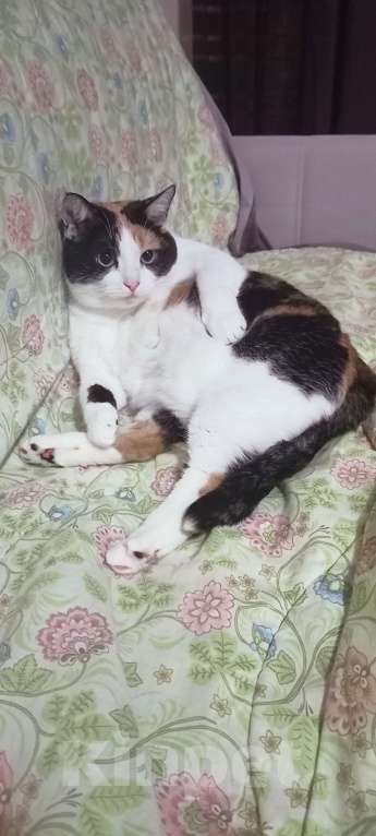 Кошки в Екатеринбурге: Дашка Девочка, Бесплатно - фото 7