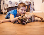 Собаки в Москве: Небольшая собачка, 14 кг в добрые руки Девочка, Бесплатно - фото 4