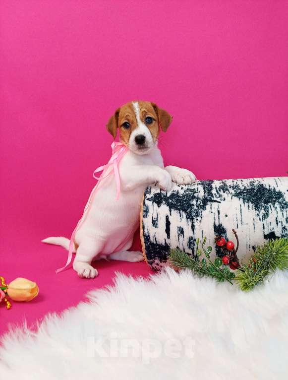 Собаки в Чите: Щенки Джек Рассел терьер мальчики и девочки  Девочка, 35 000 руб. - фото 8