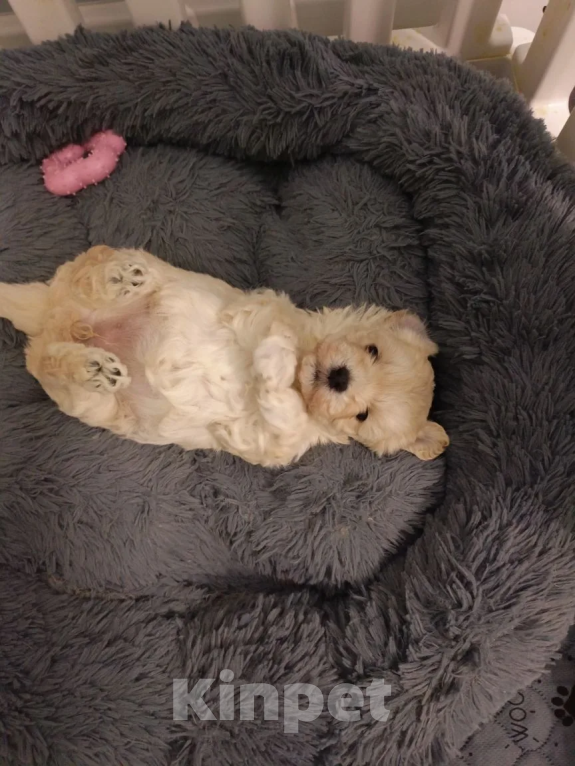 Собаки в Краснодаре: Детки мальтипу F1 Разнополые, Бесплатно - фото 5