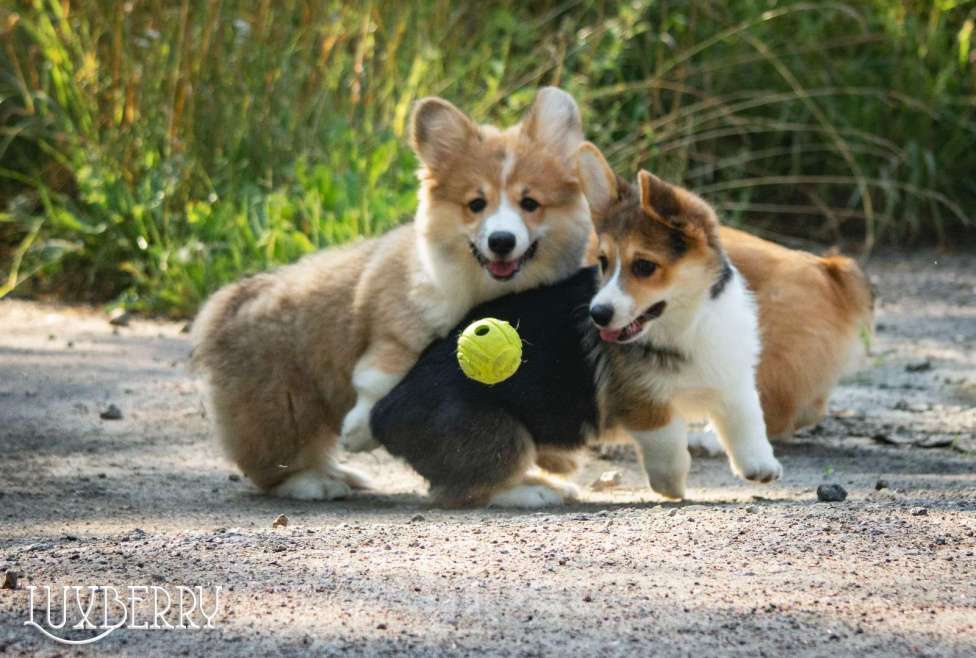 Собаки в Санкт-Петербурге: Вельш корги пемброк Девочка, Бесплатно - фото 4