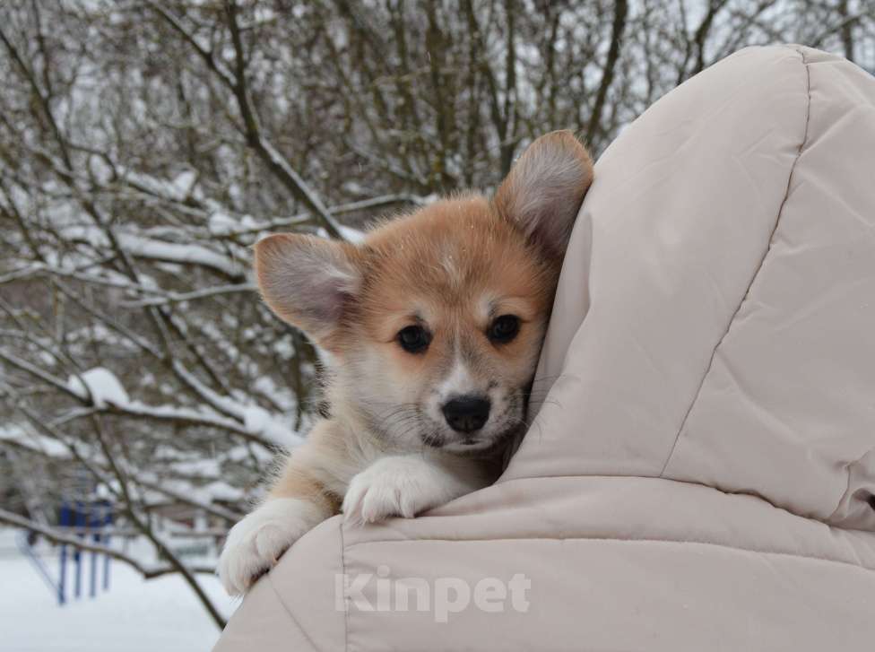 Собаки в Москве: Лагонда Девочка, 80 000 руб. - фото 3