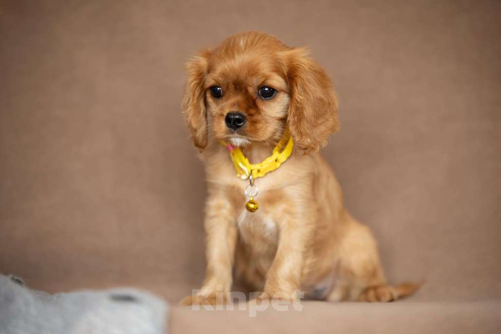 Собаки в Москве: Люсия Девочка, 85 000 руб. - фото 3