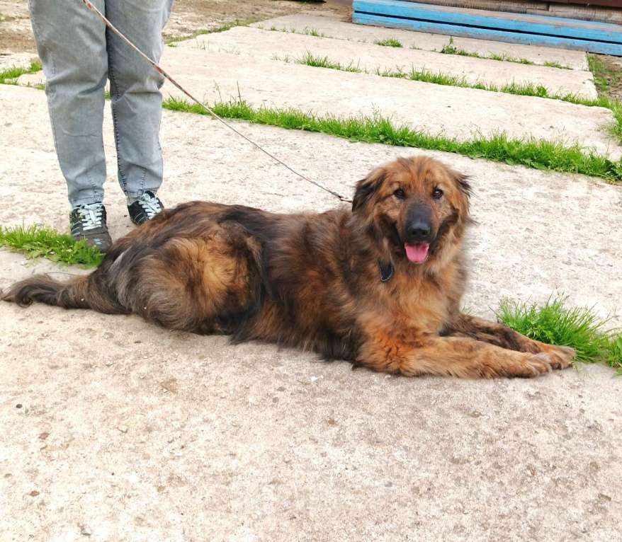 Собаки в Москве: Тигруша живет надеждой встретить свою семью! Мальчик, Бесплатно - фото 7