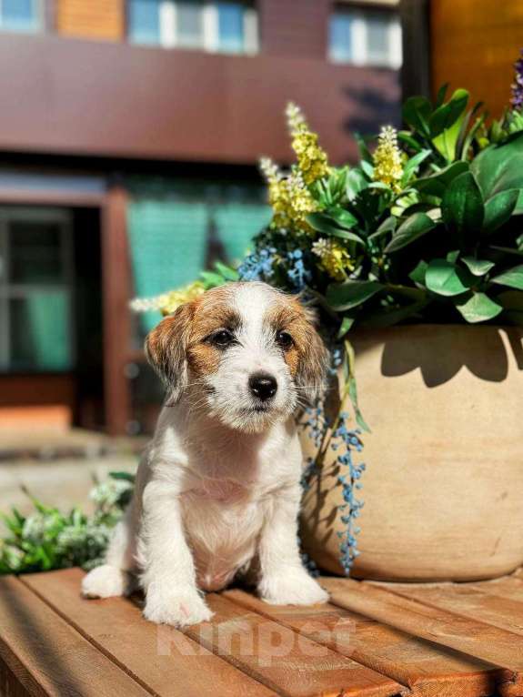 Собаки в Красноярске: Щенок Джек Рассел Терьер от Чемпионов c родословной Девочка, 30 000 руб. - фото 6