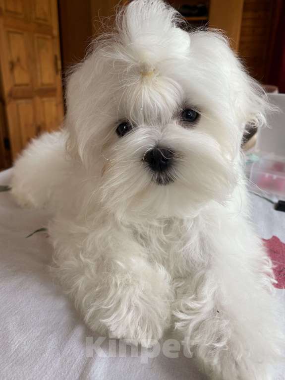 Собаки в Москве: Мальтезе мальчик мини 4 месяца  Мальчик, 100 000 руб. - фото 6