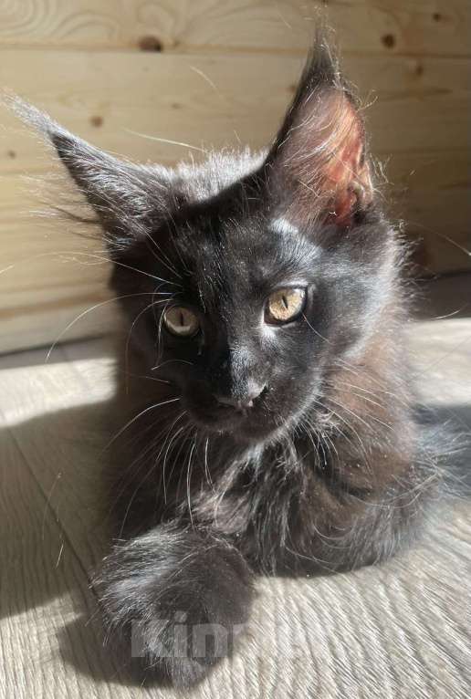 Кошки в других городах Приморского края: Шикарные котята Мальчик, 20 000 руб. - фото 8
