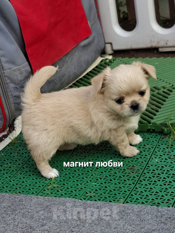 Собаки в Москве: Кремовый мальчик чихуахуа Мальчик, 50 000 руб. - фото 1