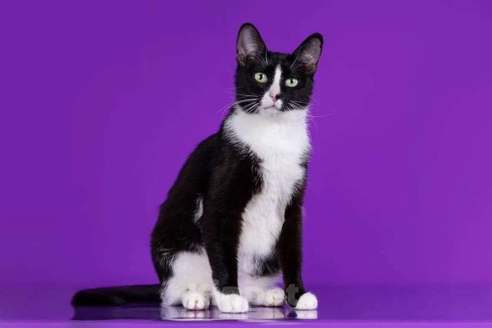 Кошки в Москве: красотка Триша сама грация и нежность Девочка, Бесплатно - фото 2