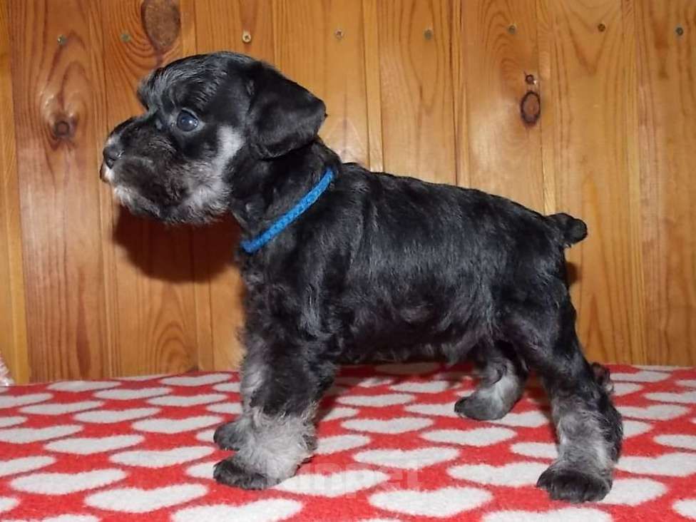 Собаки в Выборге: щенок  цвергшнауцера ч/с кобель Мальчик, 50 000 руб. - фото 4