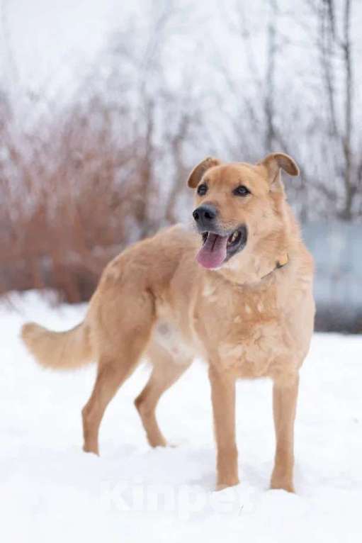 Собаки в Москве: Интеллигент Мартин в поисках любящей семьи, 6 лет Мальчик, 1 руб. - фото 2