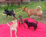 Собаки в Ступино: Шоколадное чудо, девочка  Девочка, 10 000 руб. - фото 4