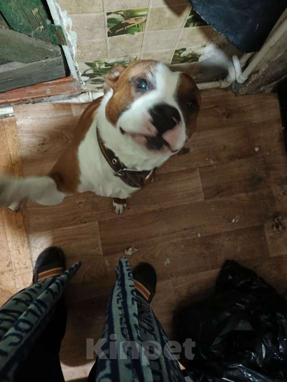 Собаки в Шахте: Продам кутят Девочка, 7 000 руб. - фото 1