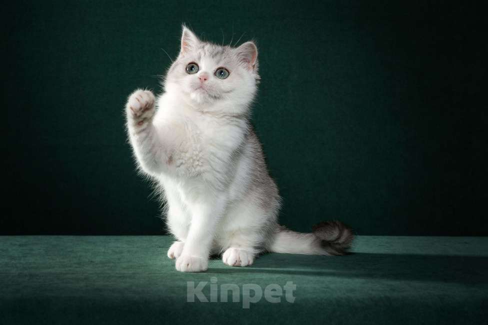 Кошки в Екатеринбурге: Шотландские котята от отца Чемпиона Мира Девочка, 50 000 руб. - фото 2