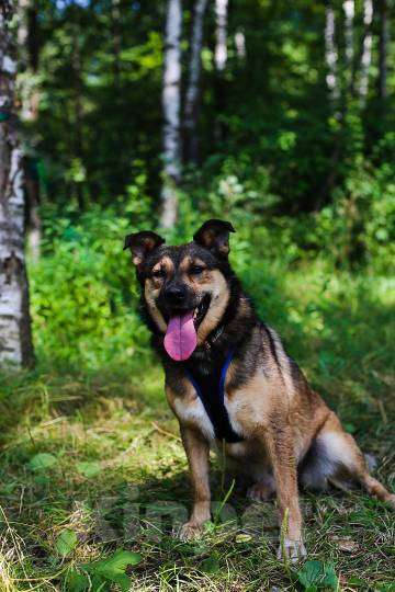 Собаки в Москве: Мулан Девочка, Бесплатно - фото 2