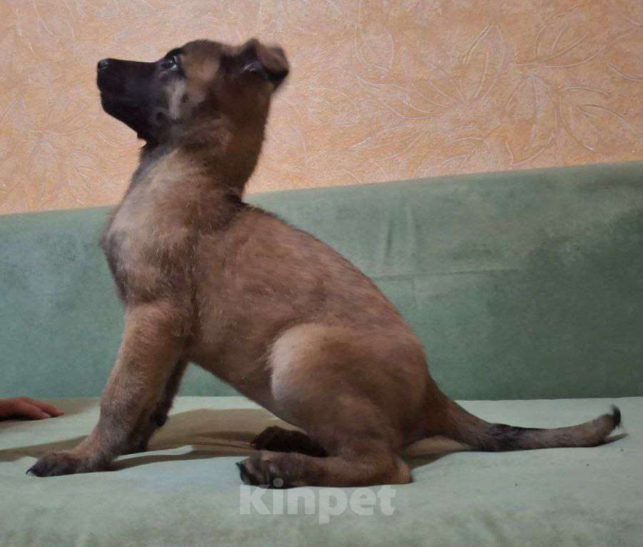 Собаки в Волгодонске: щенки малинуа Девочка, 20 000 руб. - фото 5