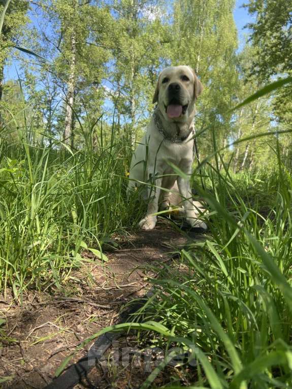 Собаки в Ореховом-Зуево: молодой лабродор Мальчик, Бесплатно - фото 1