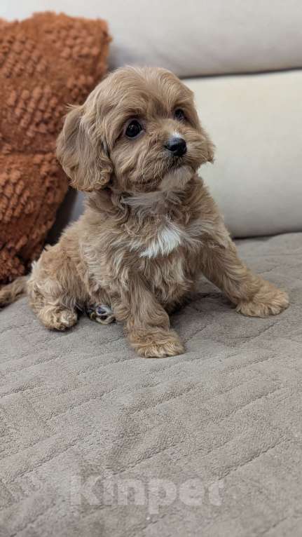 Собаки в Москве: Девочка мальтипу Девочка, 100 000 руб. - фото 3