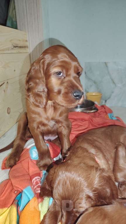 Собаки в Новосибирске: Щенки ирландского сеттера Мальчик, 60 000 руб. - фото 3