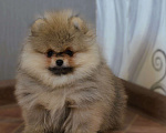Собаки в Костроме: Померанский шпиц Мальчик, 60 000 руб. - фото 1