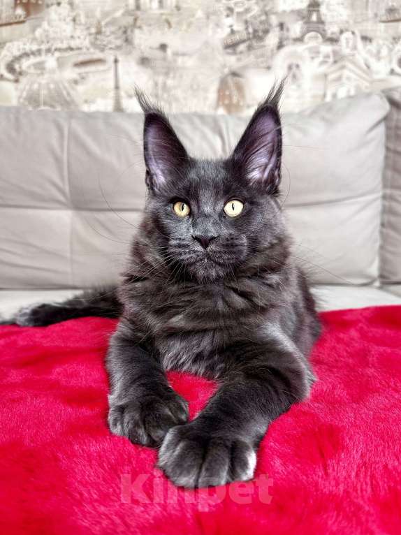 Кошки в Москве: Мальчик голубой солид Мальчик, 75 000 руб. - фото 5