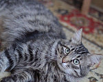 Кошки в Кувшиново: Кот Барсик ищет добрых хозяев, Бесплатно - фото 2