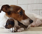 Собаки в Самаре: Джек Рассел  щенки, 9 999 руб. - фото 1
