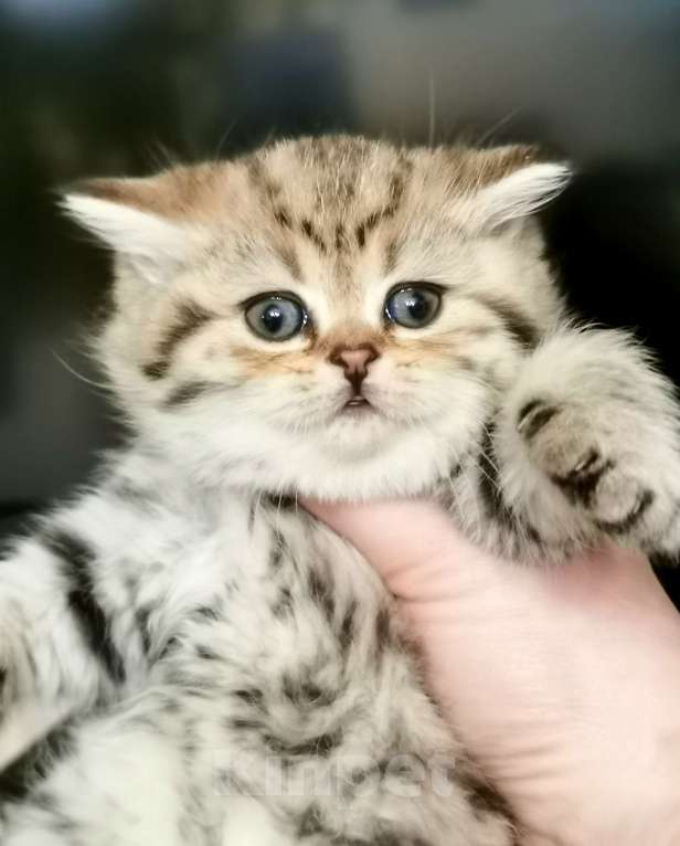 Кошки в Москве: Котик и кошечка Мальчик, 22 000 руб. - фото 4