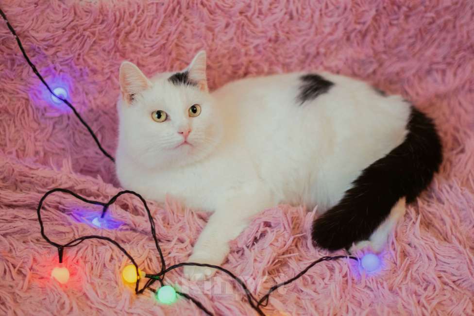 Кошки в Нижнем Новгороде: Кошечка Понка в добрые руки Девочка, Бесплатно - фото 4