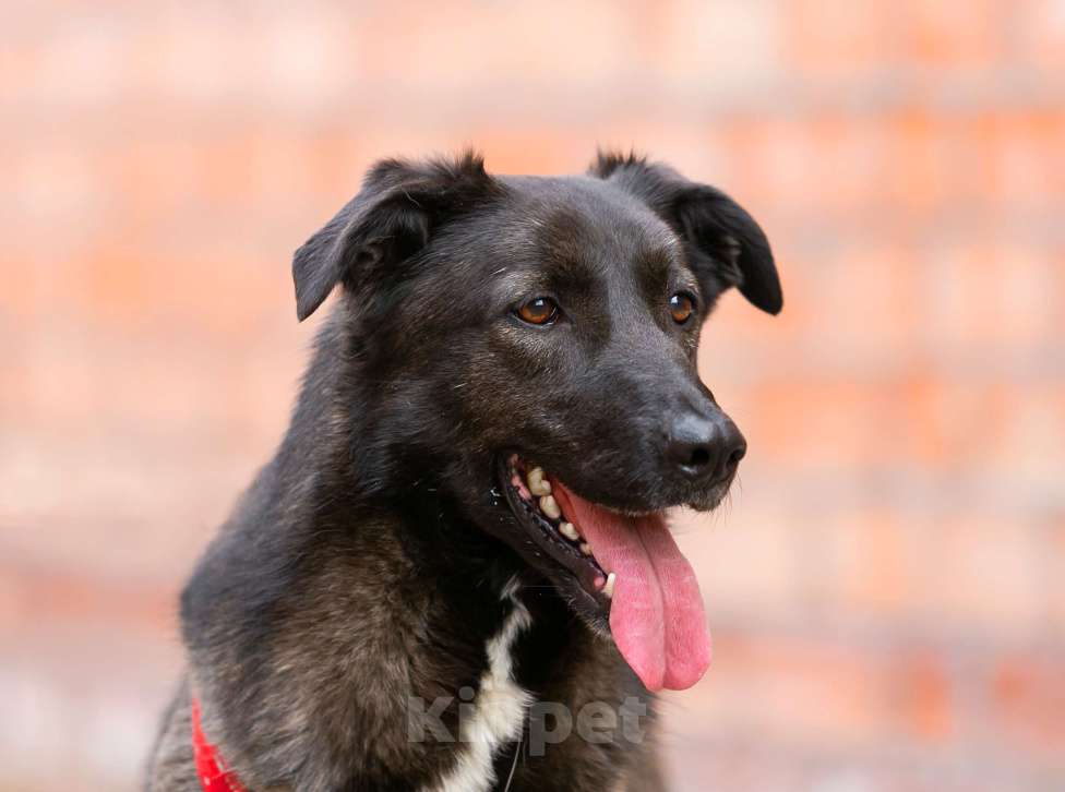 Собаки в Москве: Умнейшая малышка Жасмин! Девочка, Бесплатно - фото 4