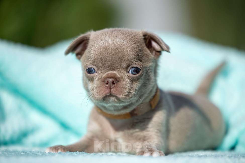 Собаки в Ижевске: Арчи Мальчик, 65 000 руб. - фото 8