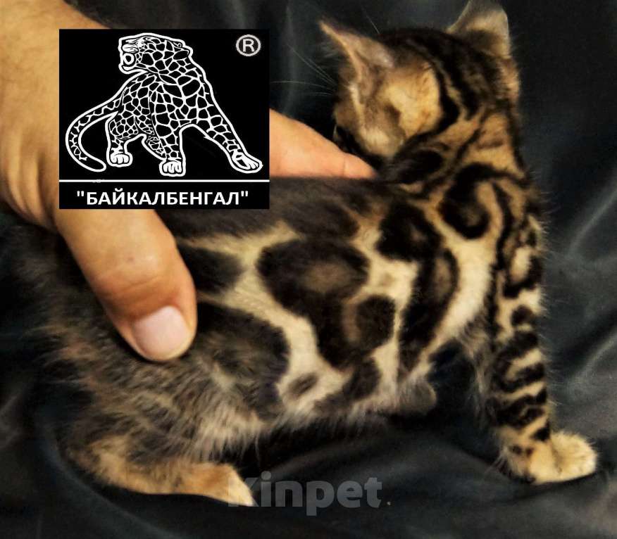 Кошки в Хабаровске: БЕНГАЛЬСКИЕ КОТЯТА. ПИТОМНИК Девочка, Бесплатно - фото 6