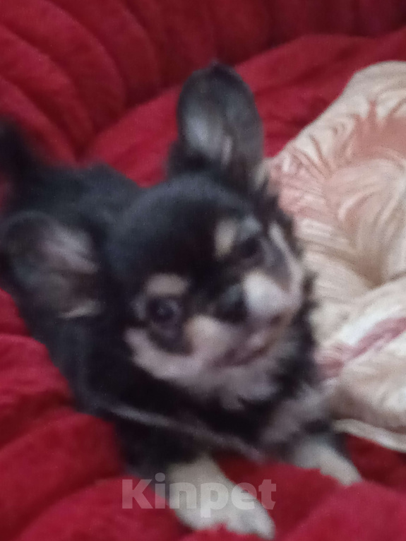 Собаки в Санкт-Петербурге: Щенок чихуахуа, длинношерстная девочка нарядного окраса Девочка, 60 000 руб. - фото 5