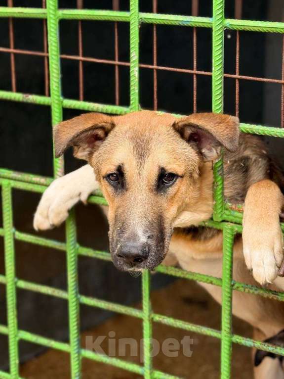 Собаки в Москве: Алекс из приюта ищет дом Мальчик, Бесплатно - фото 4
