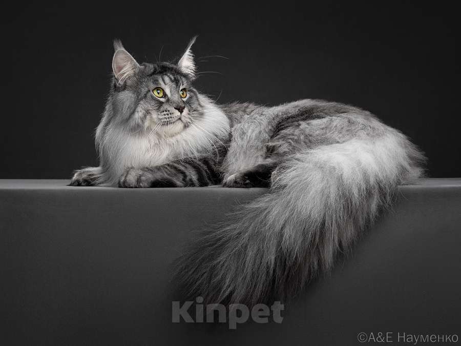 Кошки в других городах Ярославской области: Котята Мейн кун Мальчик, Бесплатно - фото 5