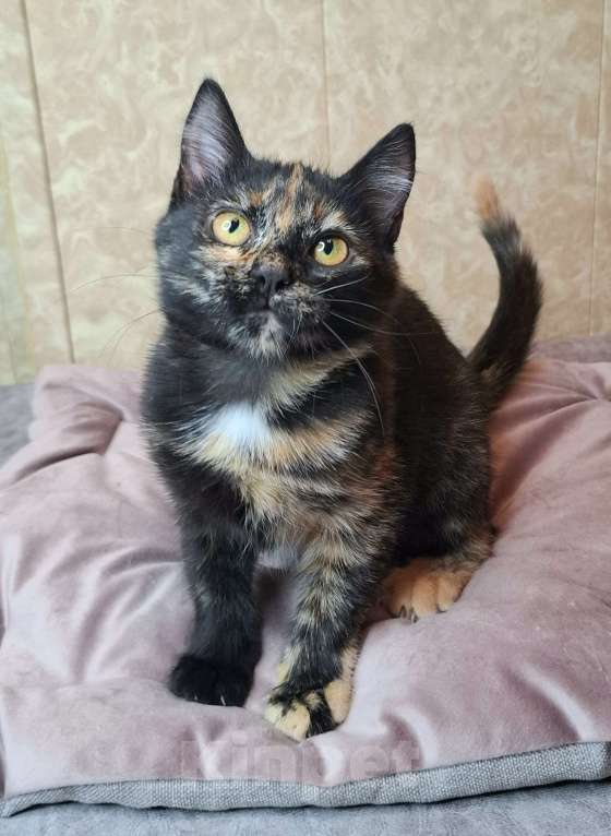 Кошки в Москве: Котёнок Торти в добрые руки  Девочка, Бесплатно - фото 6