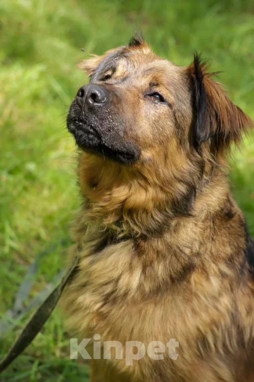 Собаки в Ногинске: Рыже-лохматое солнышко Нильс ищет дом Мальчик, Бесплатно - фото 5