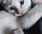 Кошки в Москве: Веселая кошечка Сноу шу Девочка, Бесплатно - фото 4