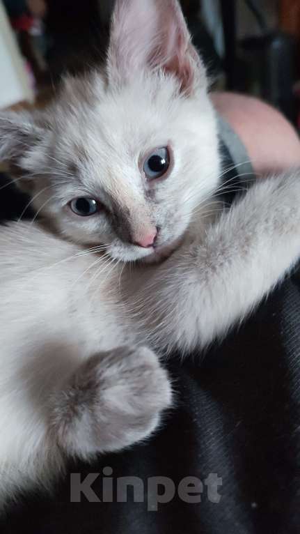 Кошки в Москве: Веселая кошечка Сноу шу Девочка, Бесплатно - фото 4