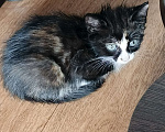 Кошки в Нижнекамске: Подарю котят в добрые руки Мальчик, Бесплатно - фото 5