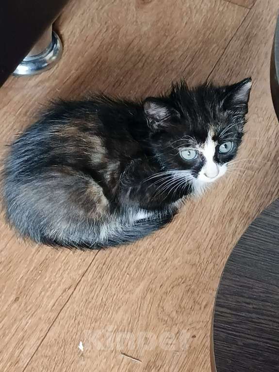 Кошки в Нижнекамске: Подарю котят в добрые руки Мальчик, Бесплатно - фото 1